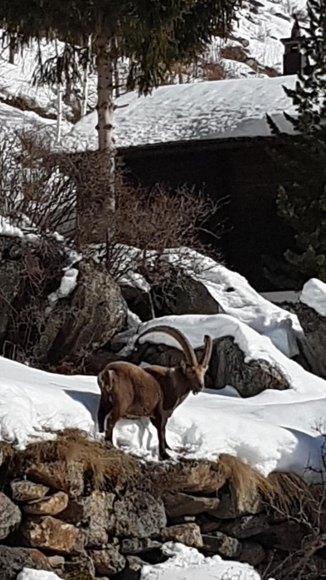 Appartement Lehnbach Saas-Almagell Luaran gambar